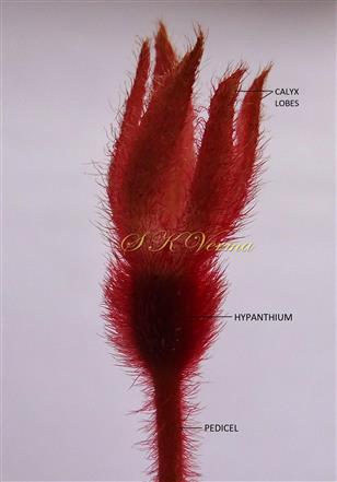  Hypanthium